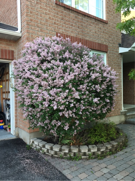 lilac tree