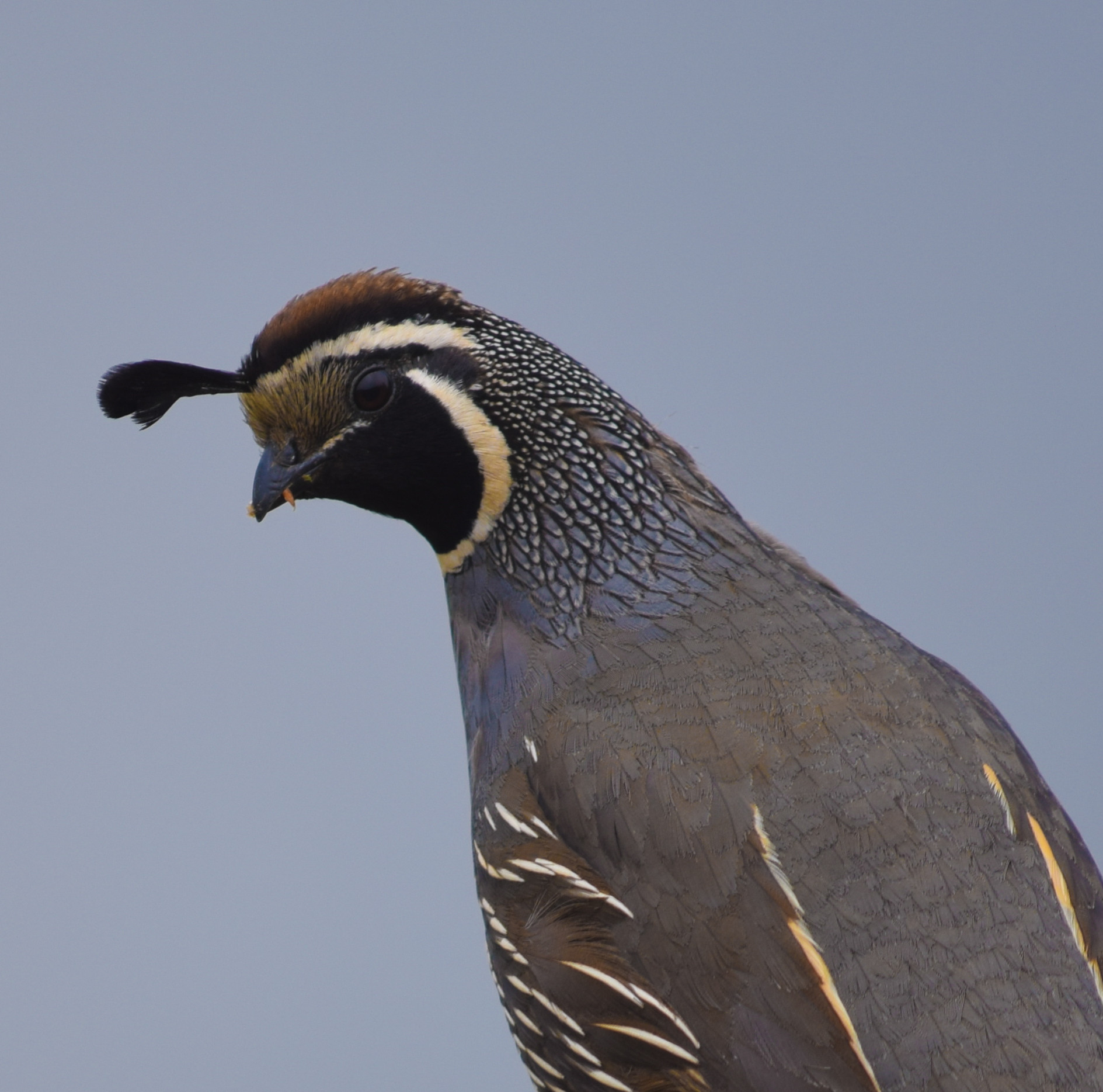 Good sharpness on quail