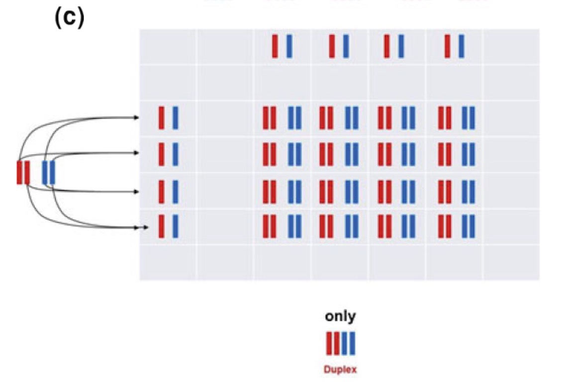 Allopolyploid with strict bivalent formation between similar chromosomes