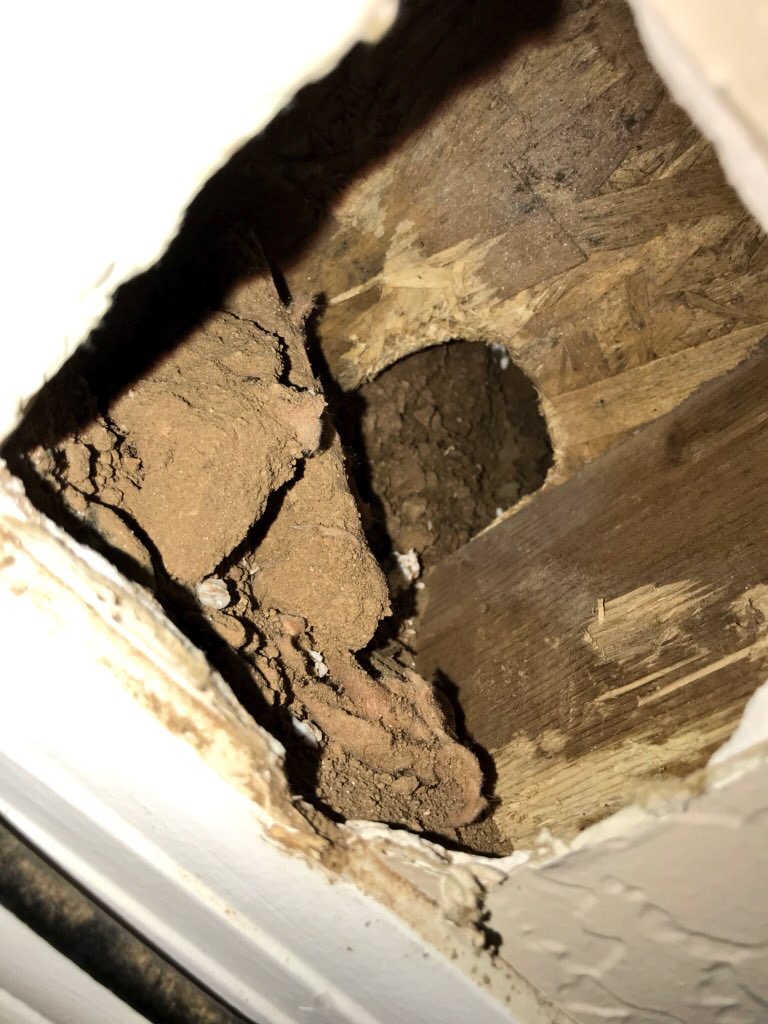 gopher created a vertical tunnel and den system inside stud cavity in exterior wall