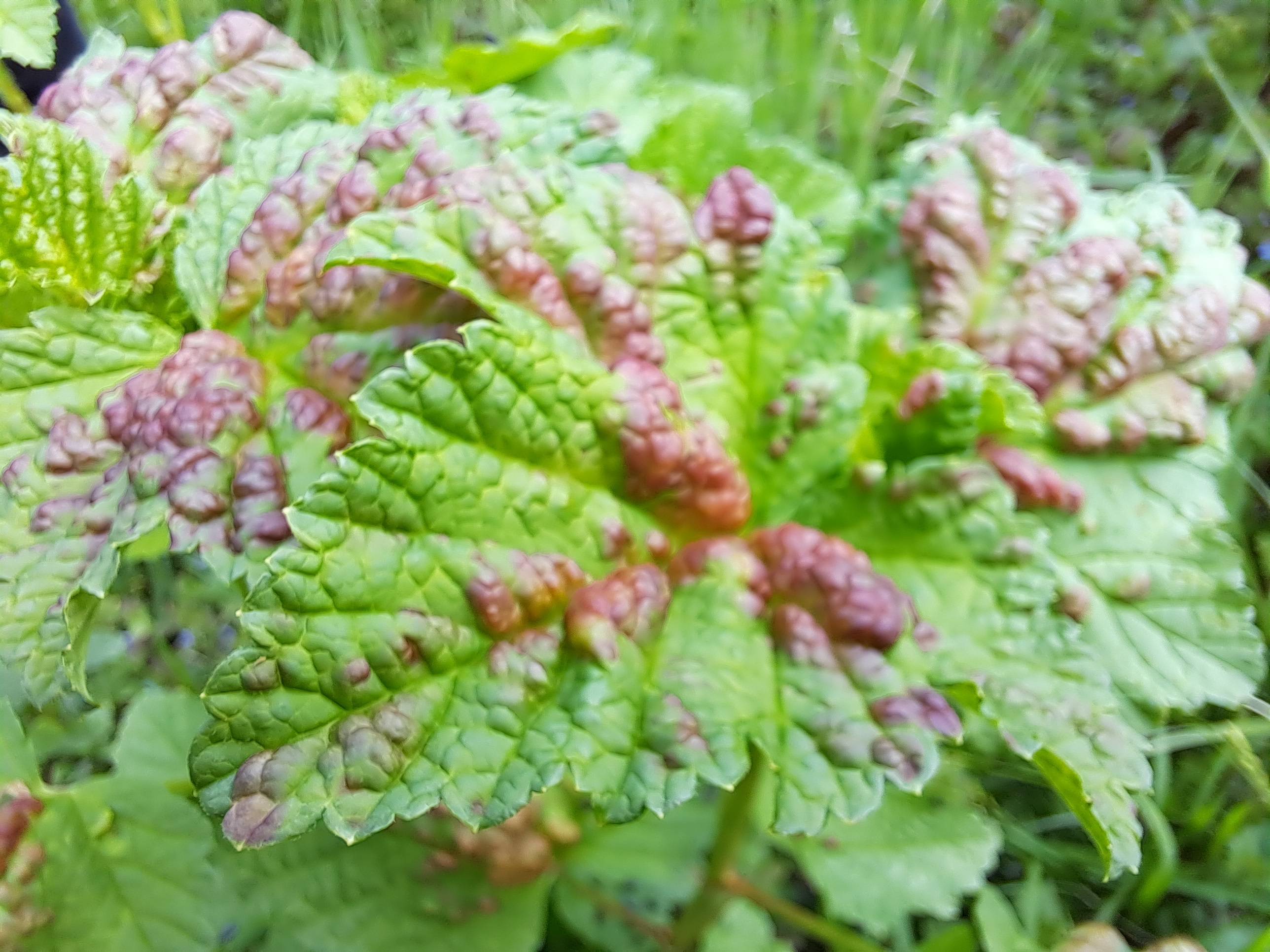 upper side of currant leaf