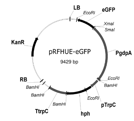 Fig 1. from Crespo-Sempere et al. (2011)