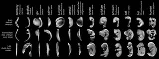 various embryos