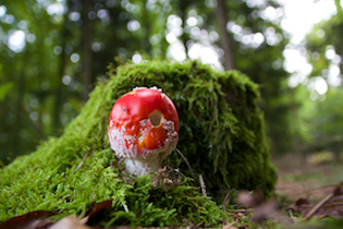 fly agaric