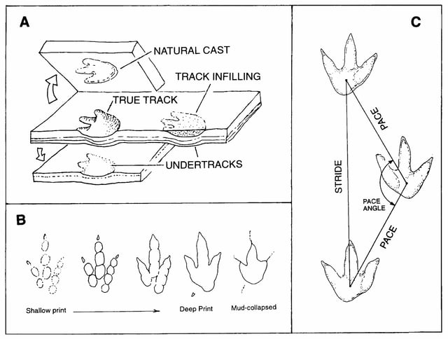 Diagram of  true dinosaur tracks