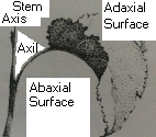 ADAXIAL SURFACE AND ABAXIAL SURFACE OF LEAF