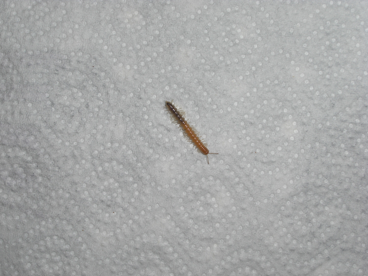 Unknown caterpillar