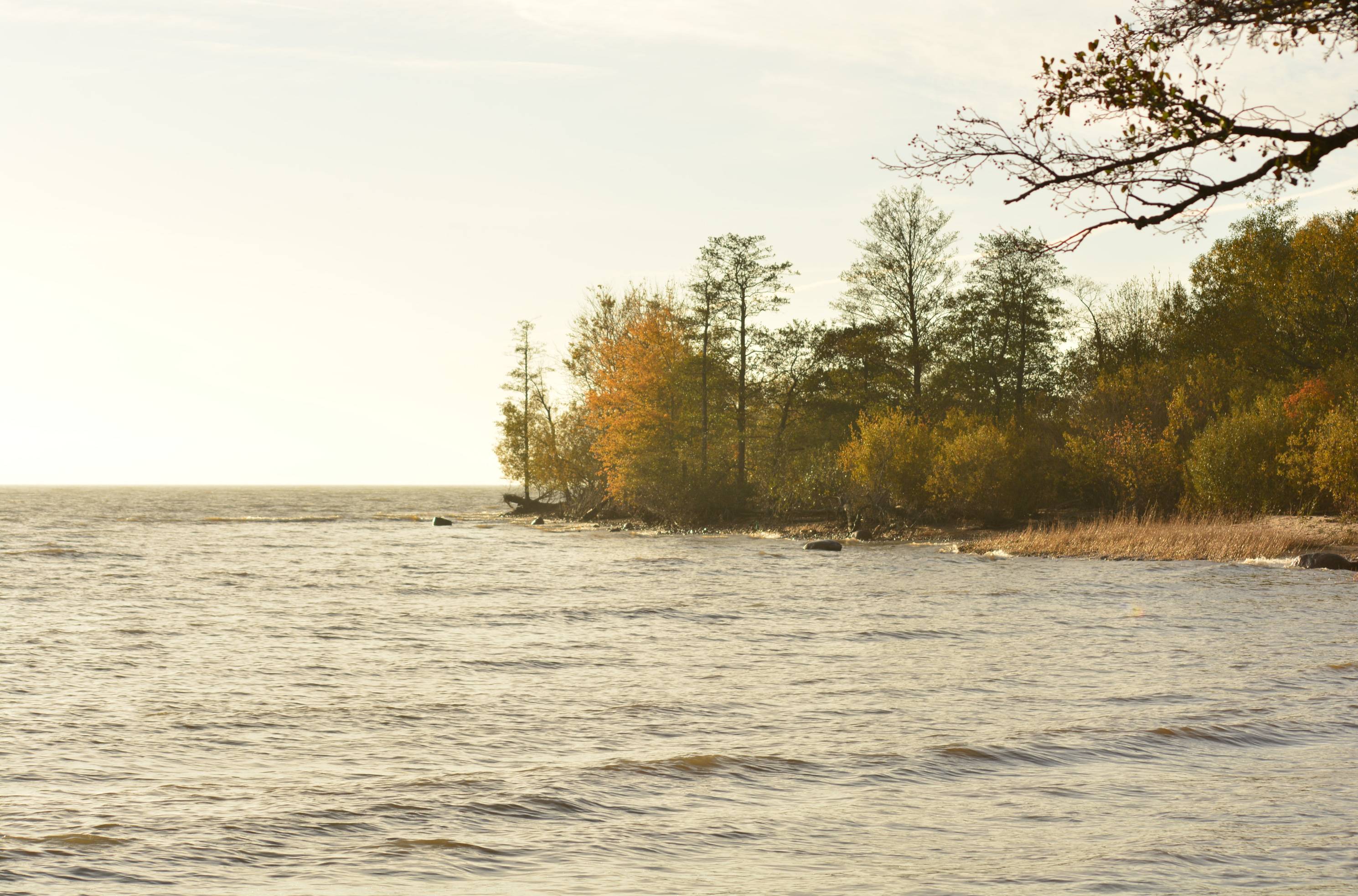 a coastal scene with trees up to the water's edge, taken in late afternoon