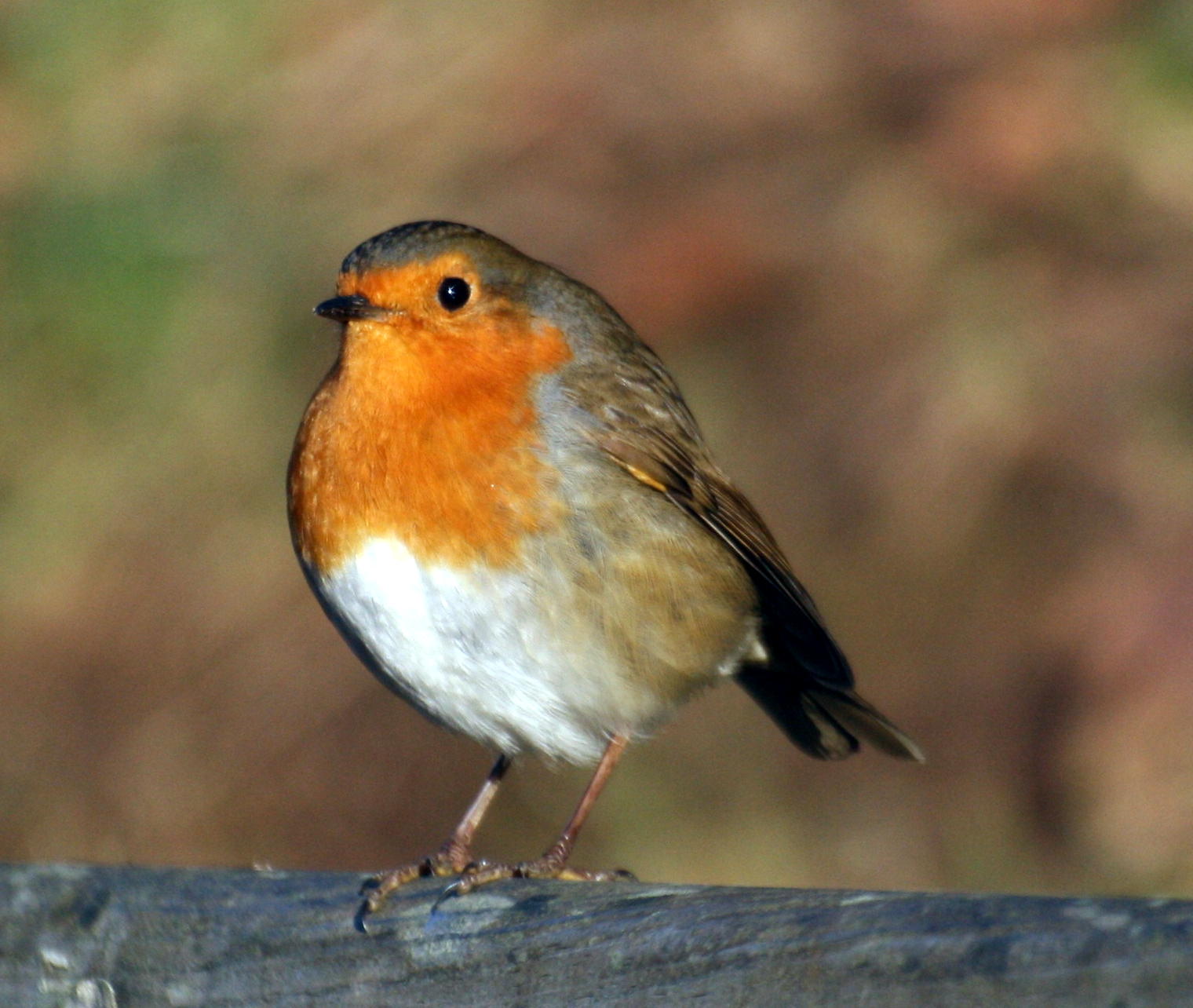 European robin