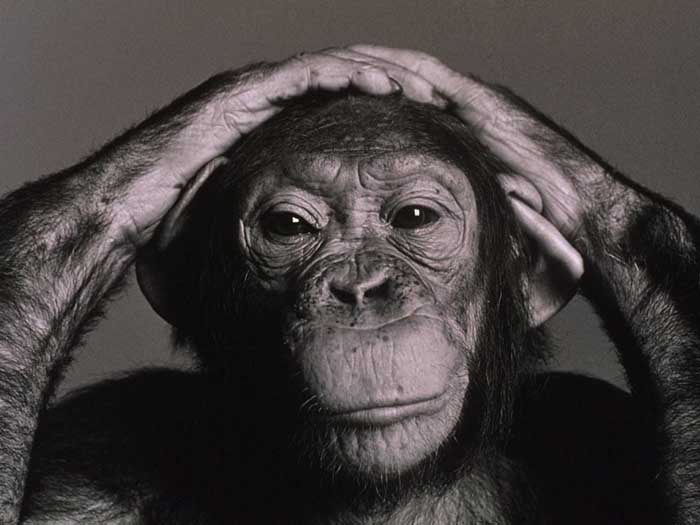 cHiMp's user avatar