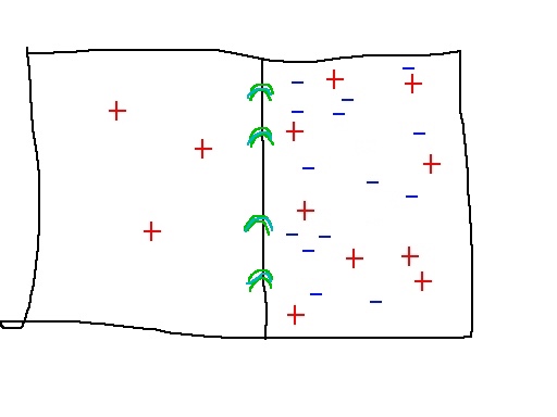 dilute ionic gas with semipermeable membrane allowing positive ions to pass (via green/arched channels.)