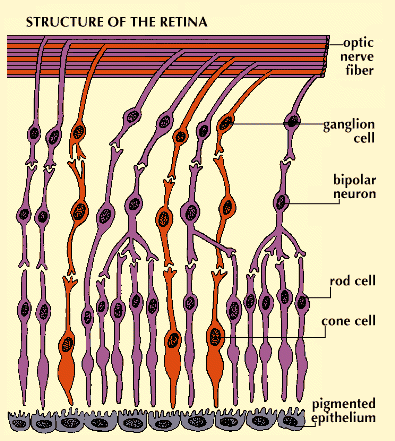 Anatomy of the human retina