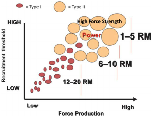 In order to train the larger type II motor unit you must train heavy