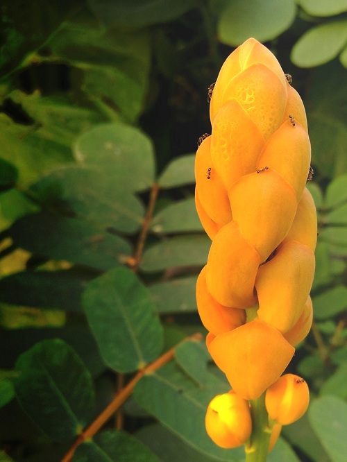 yellow flower wild