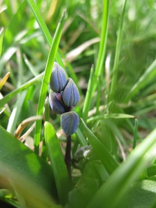 Scilla "Siberica"