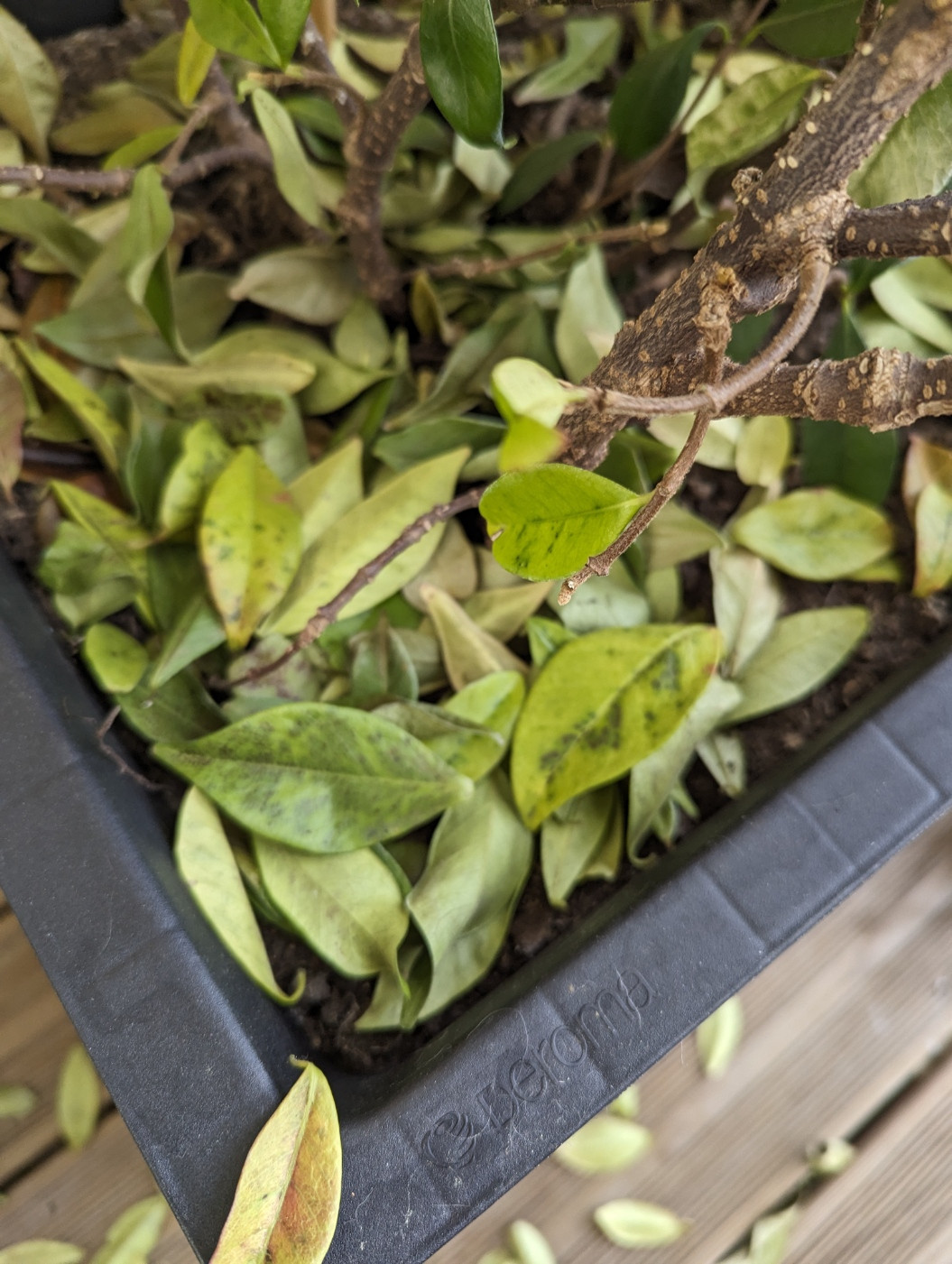 Photo of lost leaves