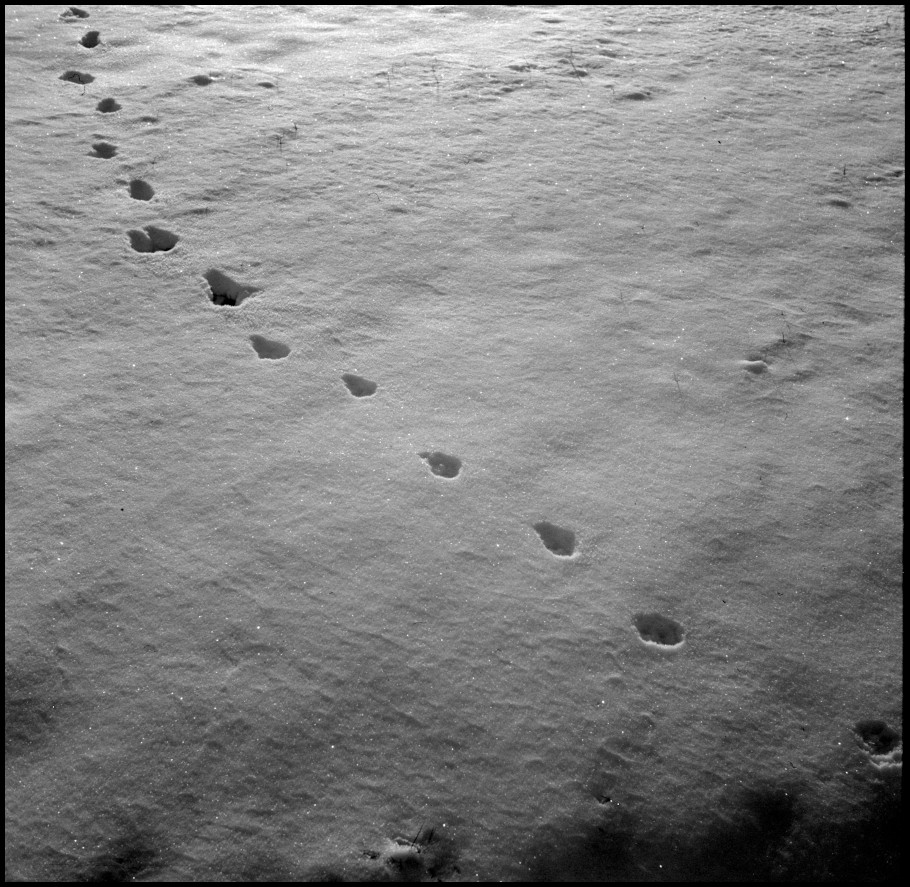 Cat Tracks and Snow Diamonds