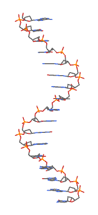 single-stranded SB-DNA