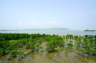 Kohama mangrove