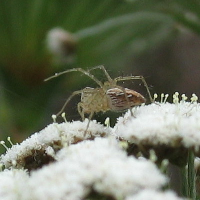 Brazilian spider