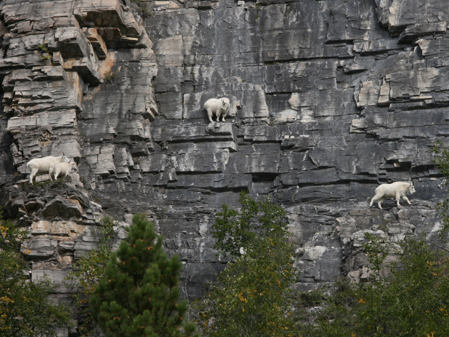 Fearless goats