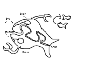 Flip-Fish anatomy