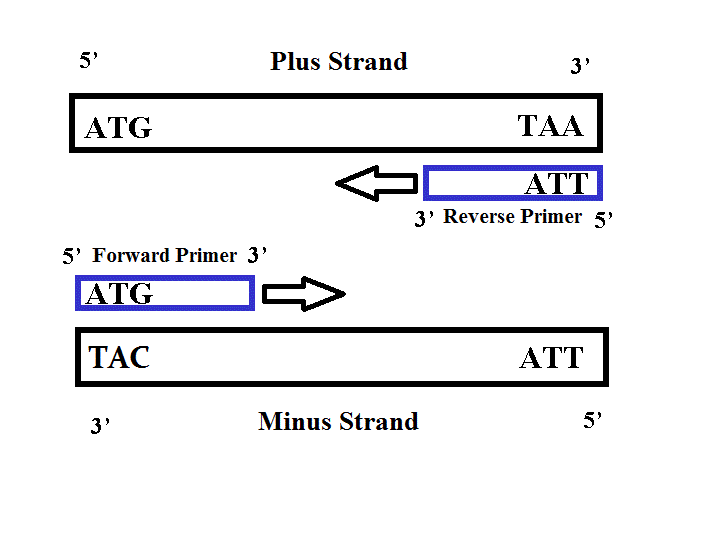 Primers During PCR