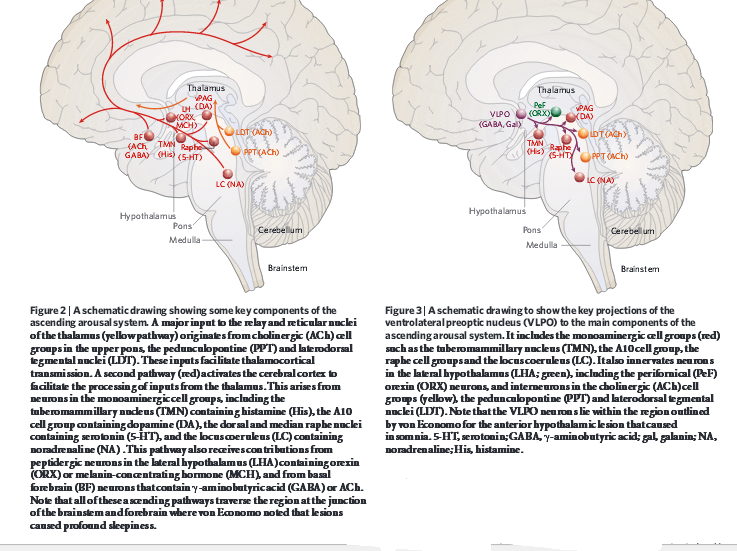 sleep-wake pathways