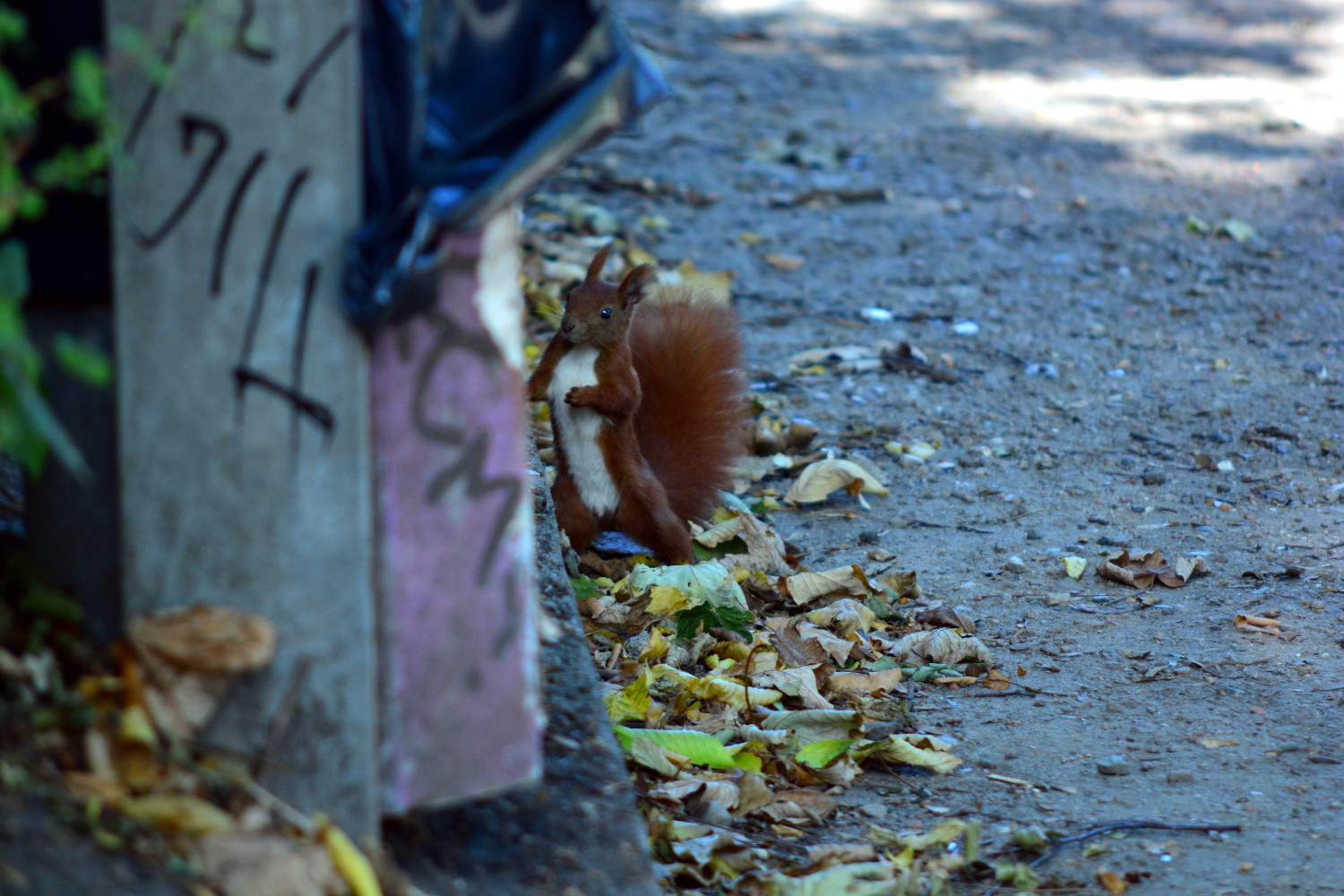 A squirrel stood on its hind legs, looking at the camera