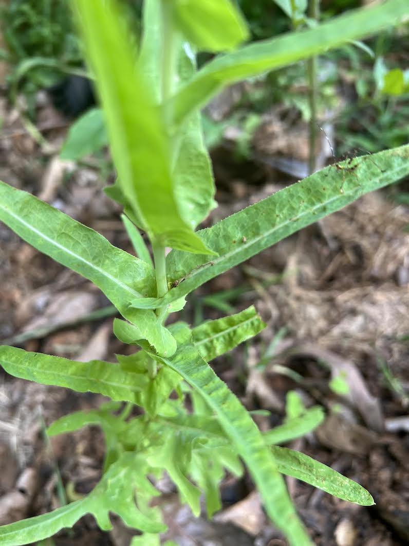 top part of plant - straight leaves