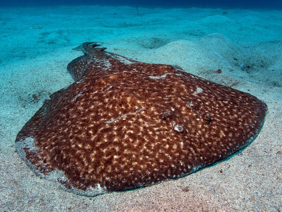 Electric ray