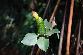 Cactus as it grows in Kerala, India