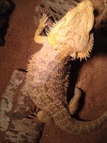 picture of bearded dragon