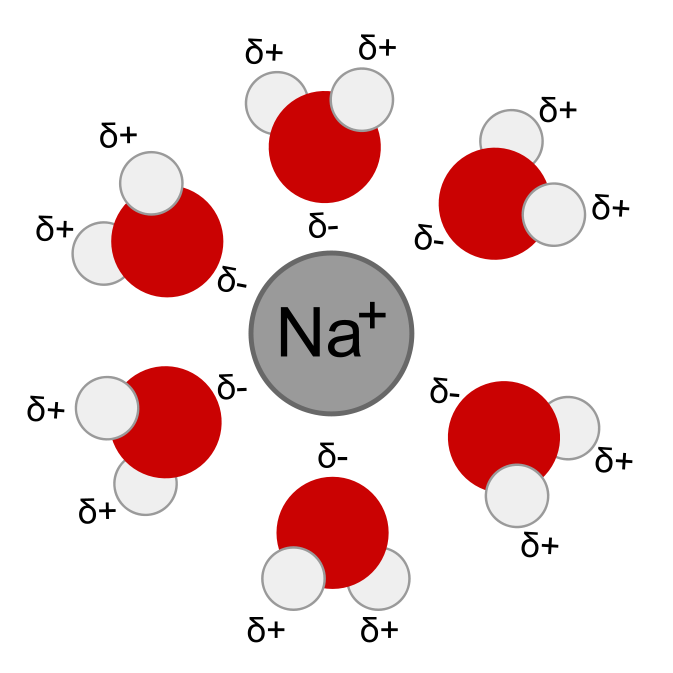 sodium ion surrounded by water molecules