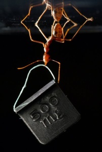 ant - 500mg