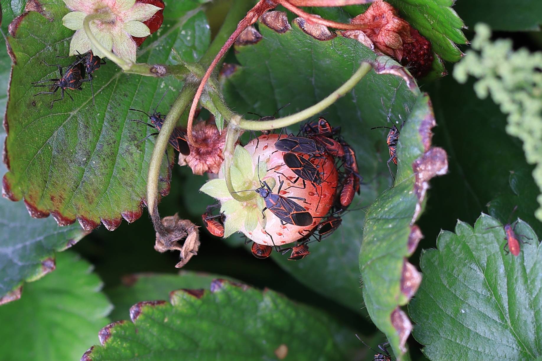 Bug eating strawberries