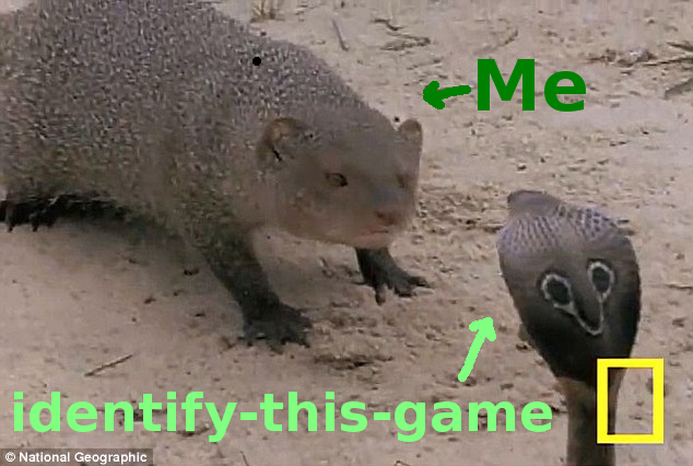 mongoose vs snake