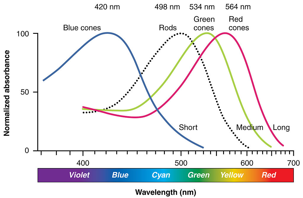 Spectrum of human vision