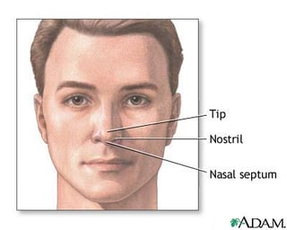 nose map