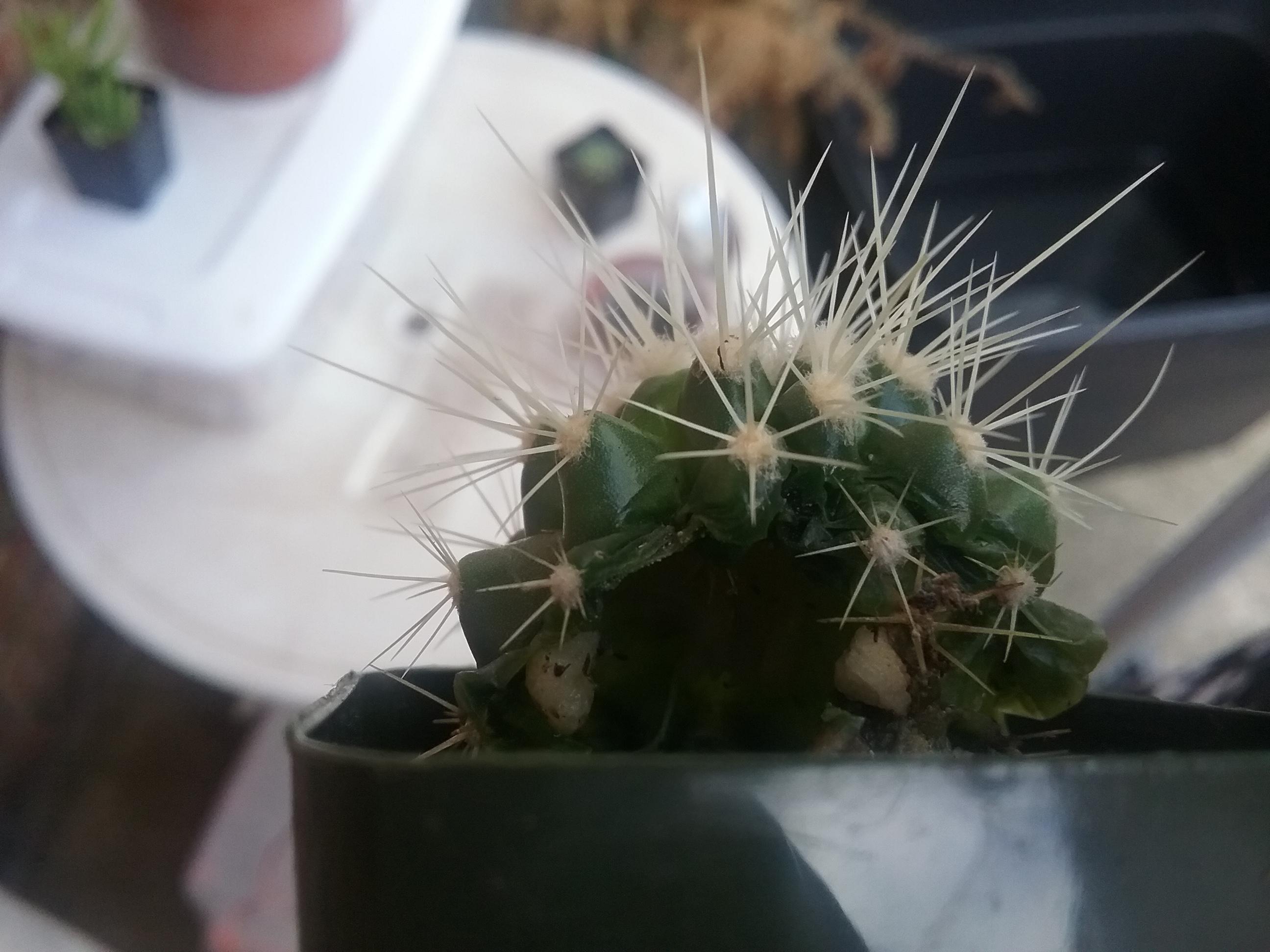 hollow-golden-barrel-cactus