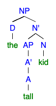 <code>[NP [D the] [N' [AP [A' [A tall]]] [N kid]]]</code>