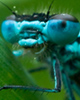 damselfly