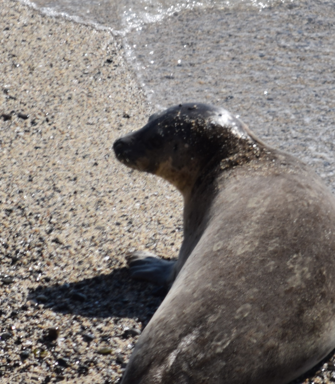 Same settings, horrible sharpness on seal