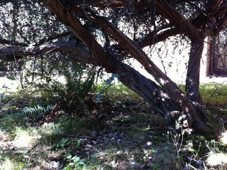 unknown Eucalyptus tree in Seattle