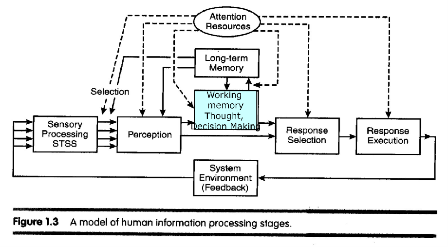 Human Information Processing Model