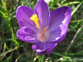 Crocus