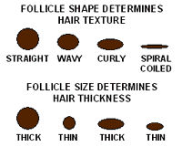 follicle shapes and sizes