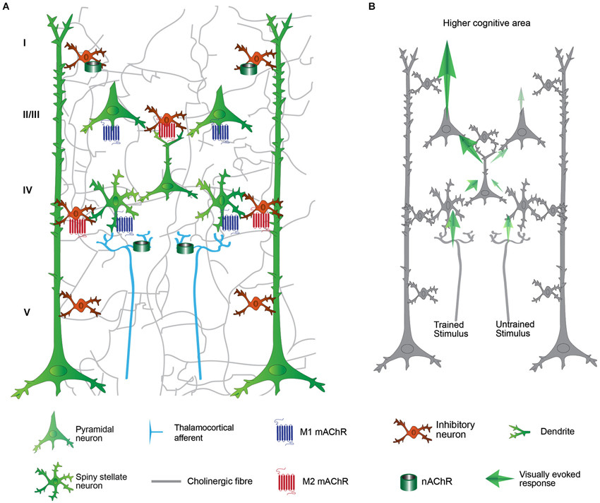 visual system 2