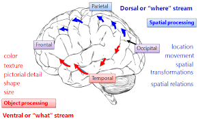 ventral dorsal streams