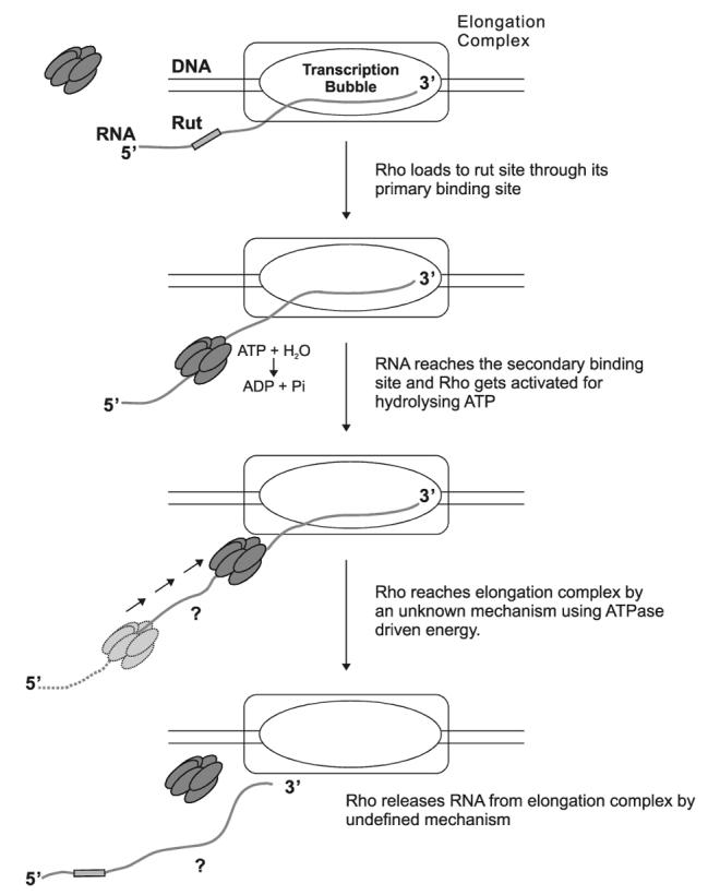 Rho-dependent termination process